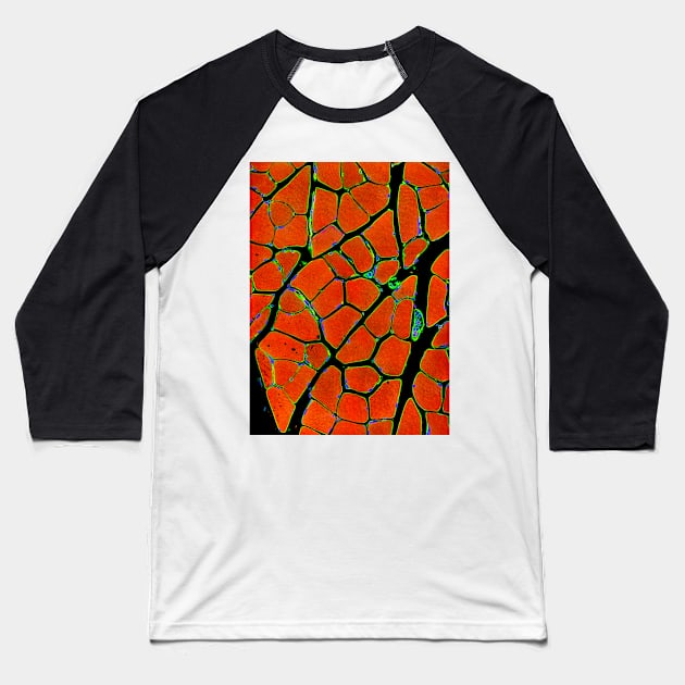 Skeletal muscle fibres, light micrograph (P154/0262) Baseball T-Shirt by SciencePhoto